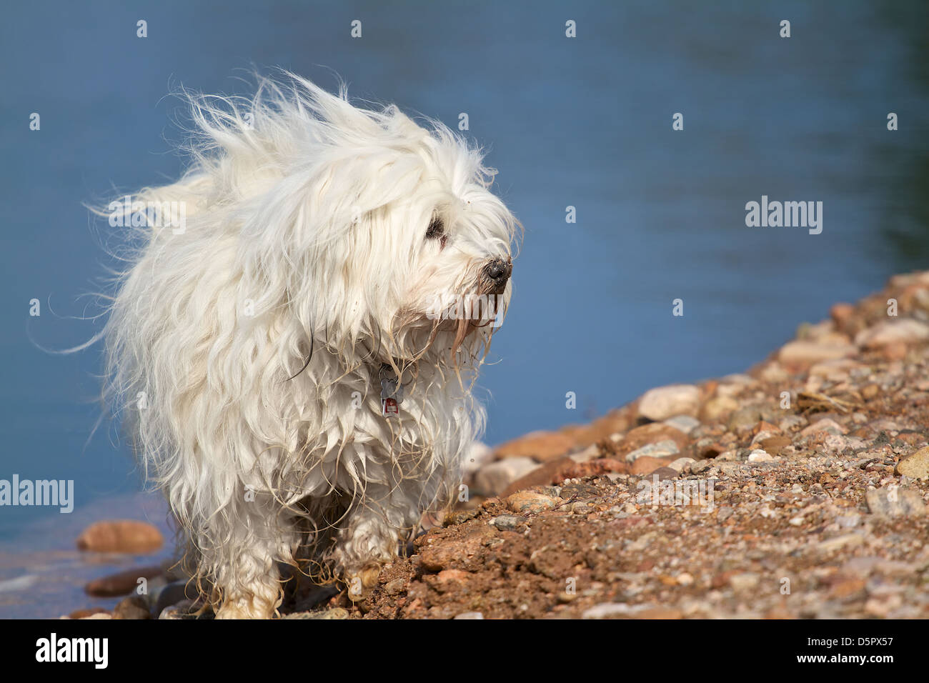 Dog - Havanese after a slight dig at the lakefront ready for new adventures Stock Photo