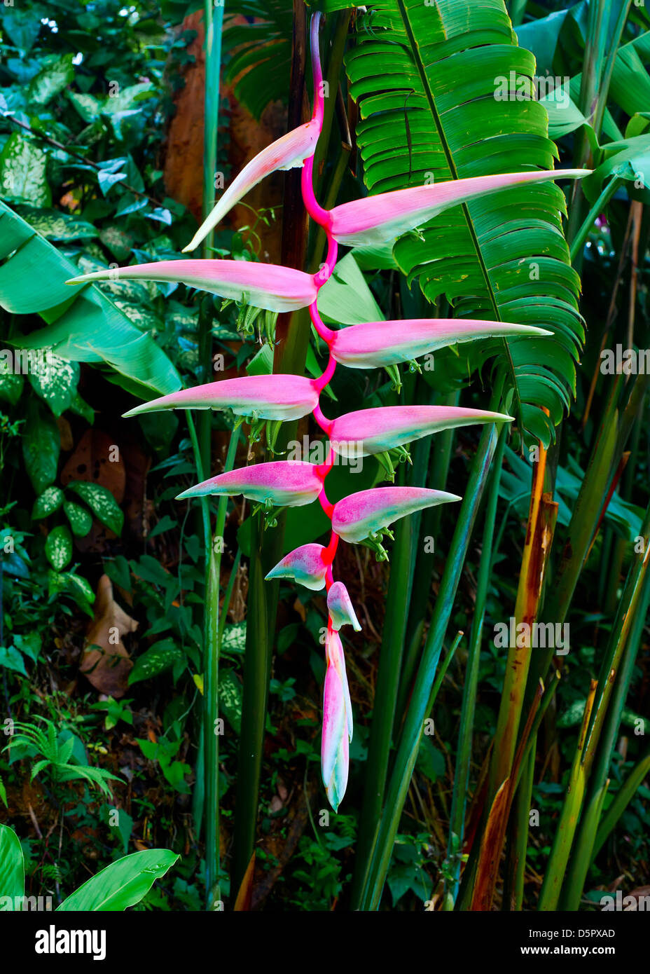 Beautiful pink heliconia flower growing in tropical forest. Thailand Stock Photo