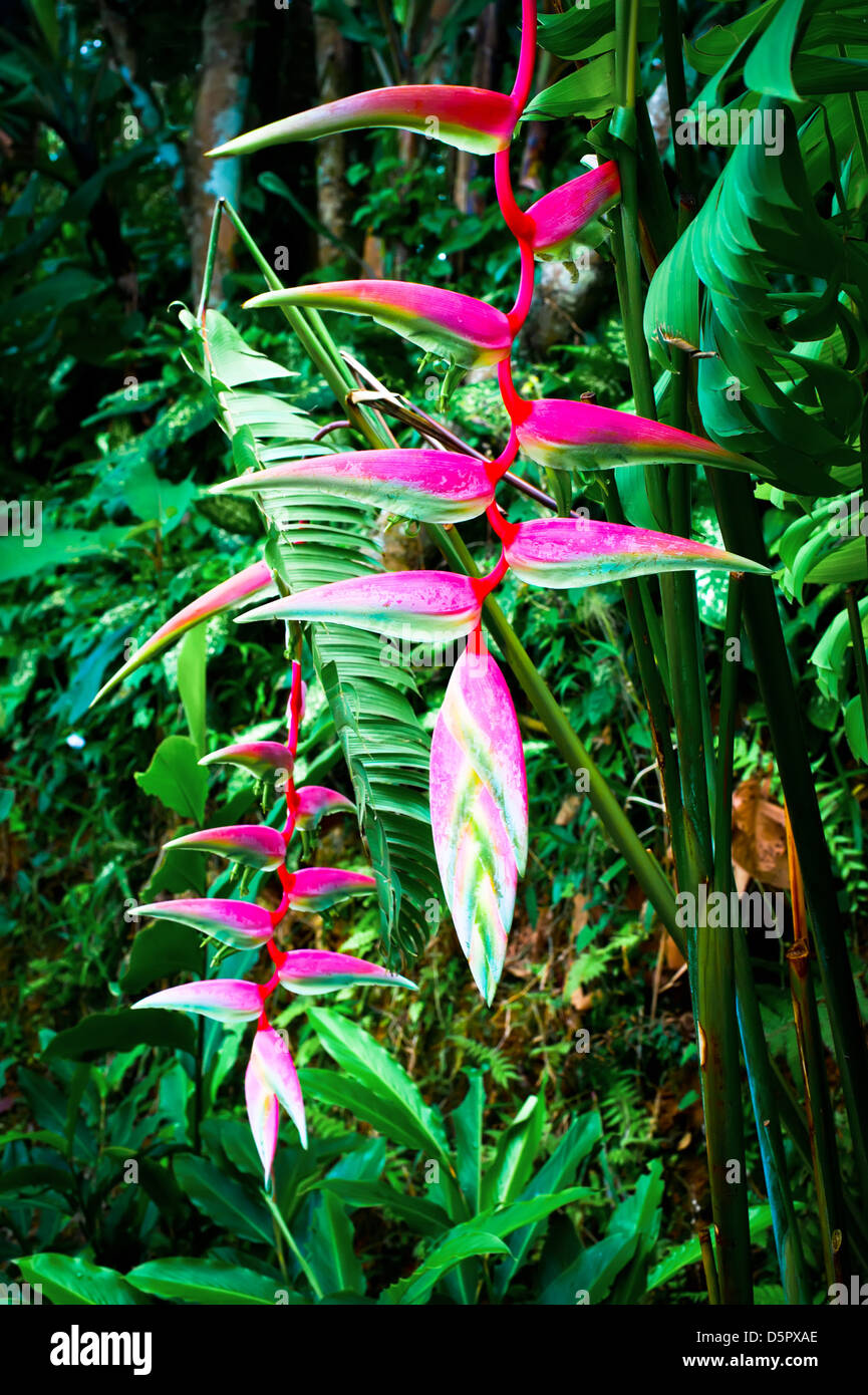Beautiful pink heliconia flower growing in tropical forest. Thailand Stock Photo