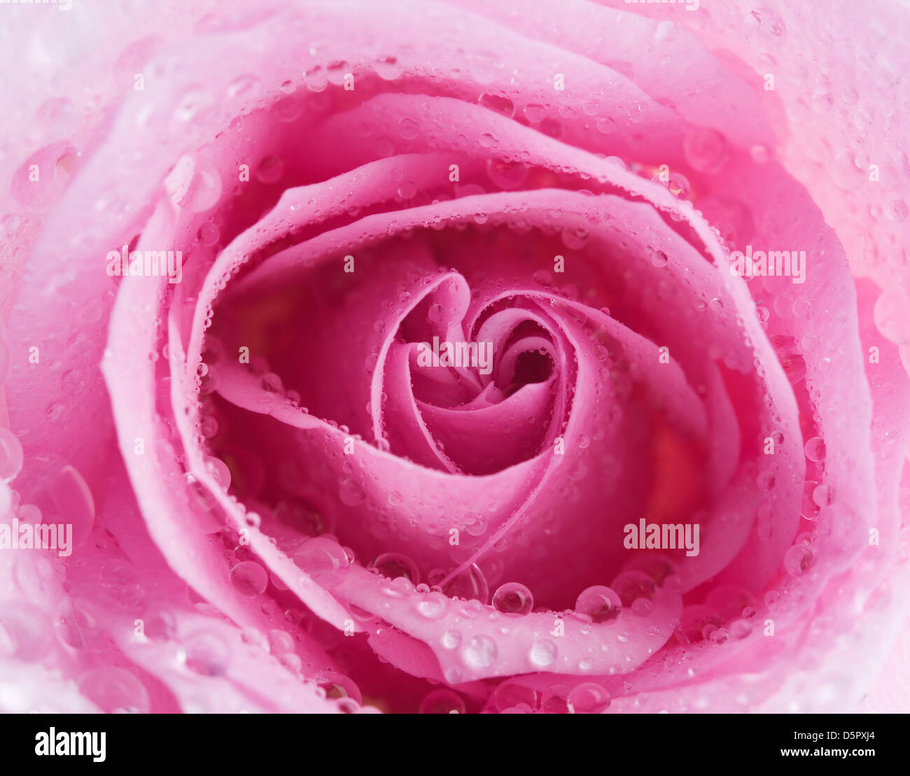 Macro shot of rose with water drops Stock Photo