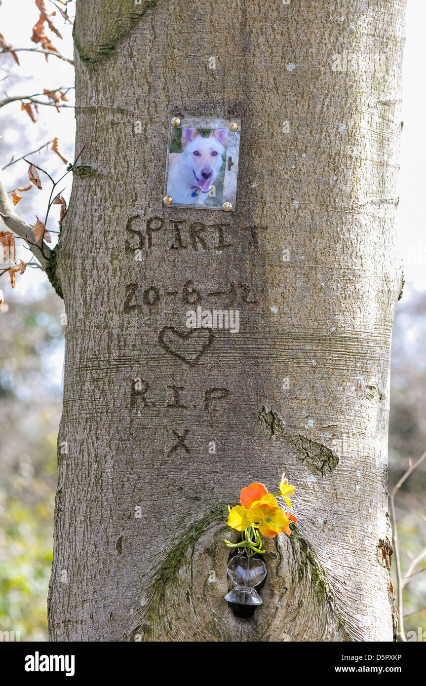 Photograph of a dog with its name carved into a tree after it died. Stock Photo