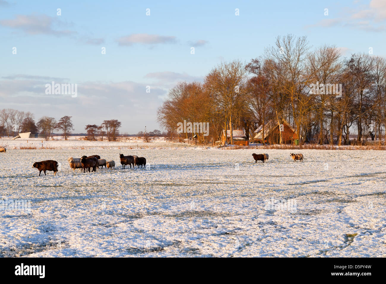 sheep farm with pasture in snow during winter, Holland Stock Photo