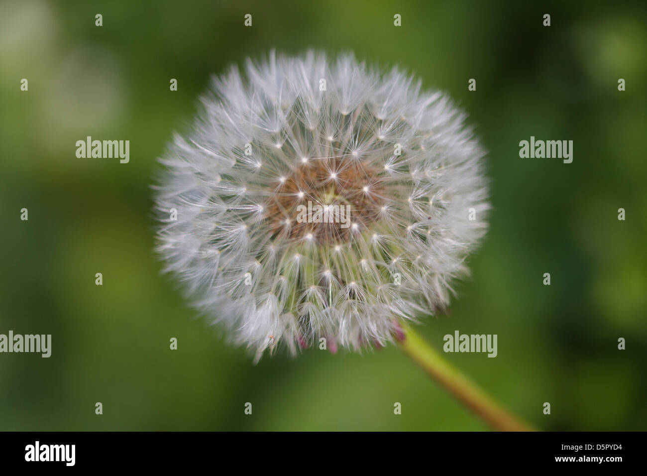 Dandelion (Taraxacum sp.) clock seed head Stock Photo