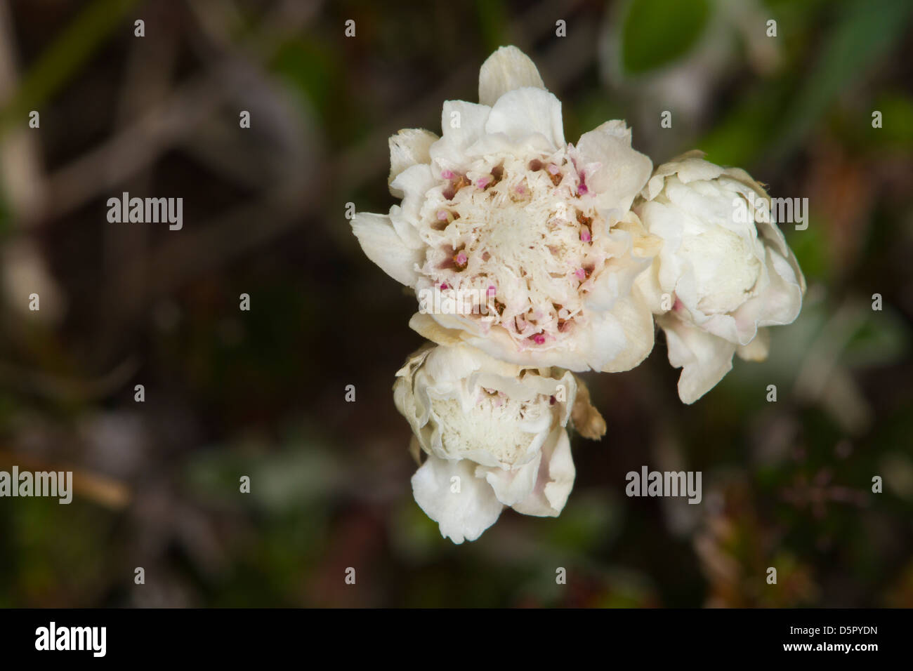 Mountain Everlasting (Antennaria dioica) flowers Stock Photo