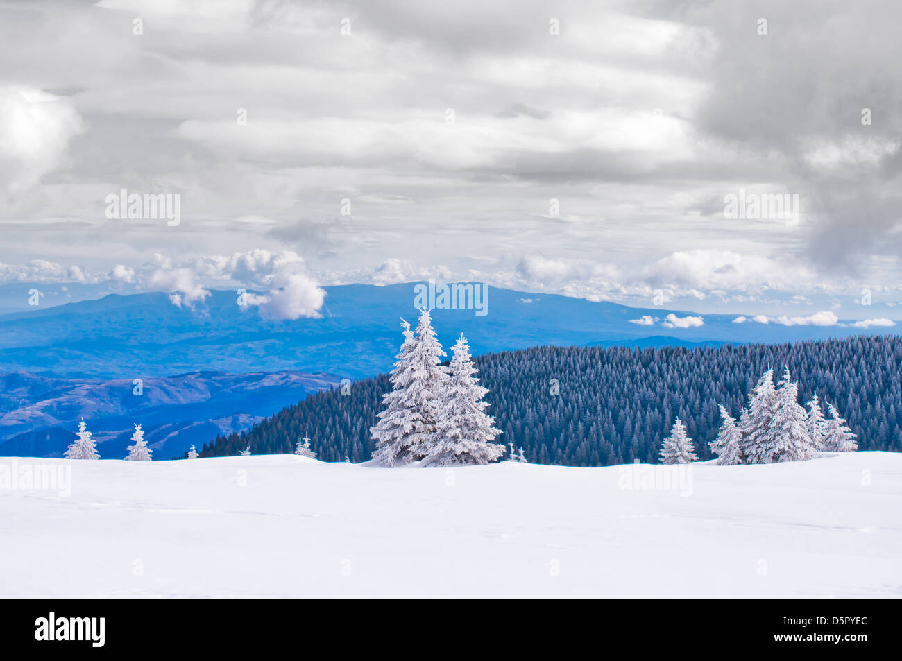 Spruce in snow in Kopaonik mountains Stock Photo