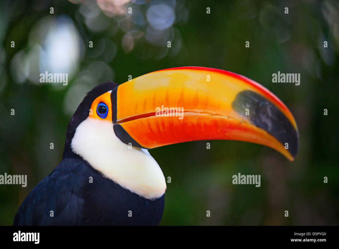 Colorful tucan in the aviary Stock Photo