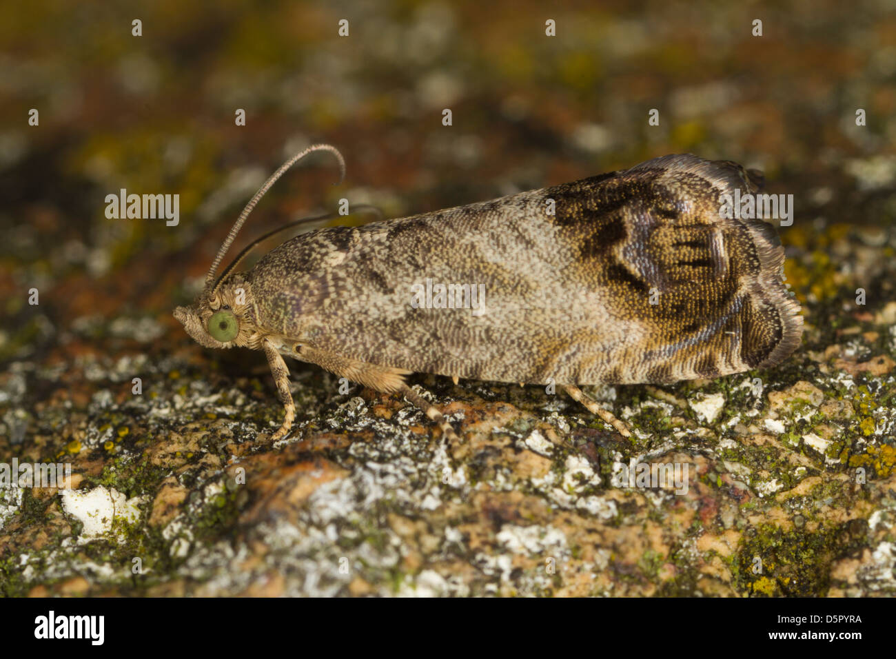 The Tortricoid moth - Cydia splendana Stock Photo