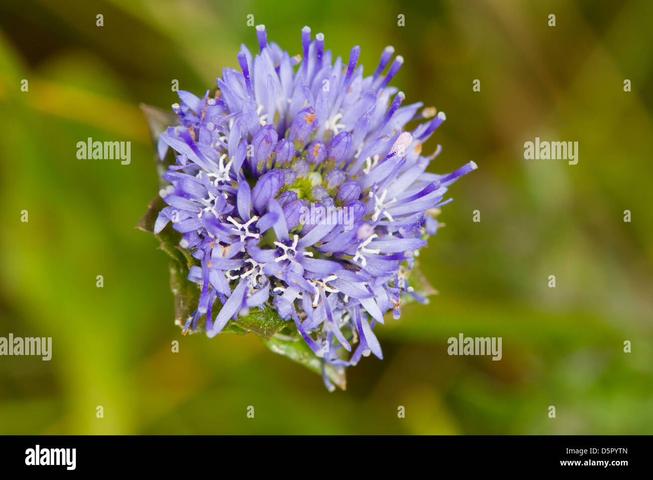 Sheep's-bit (Jasione montana) flower Stock Photo