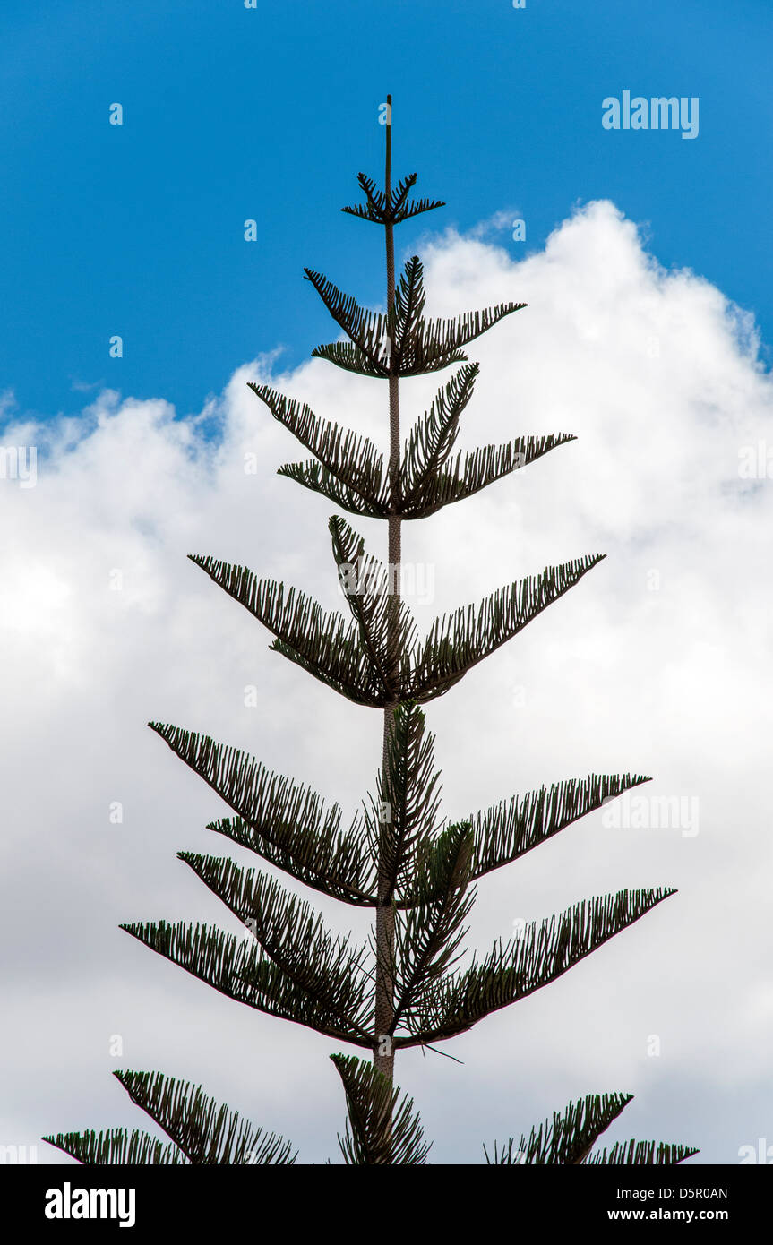 like a fir tree wide open with clouds and sky background Stock Photo
