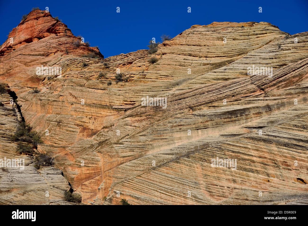 Cross beds of aeolian sandstone. Zion National Park, Utah, USA. Stock Photo