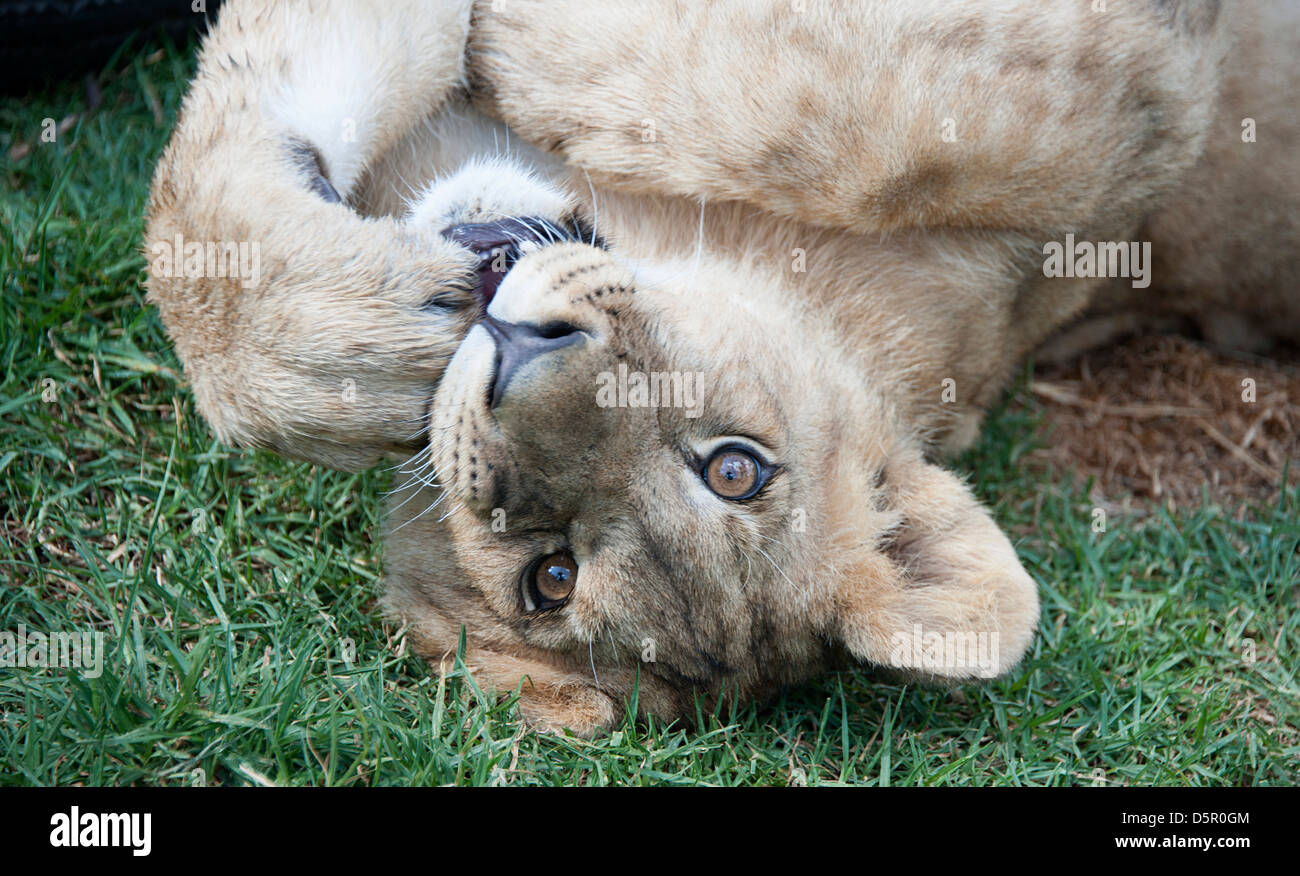Lion cub lies on back looking straight at camera. Antelope Park, Zimbabwe, Africa. Stock Photo