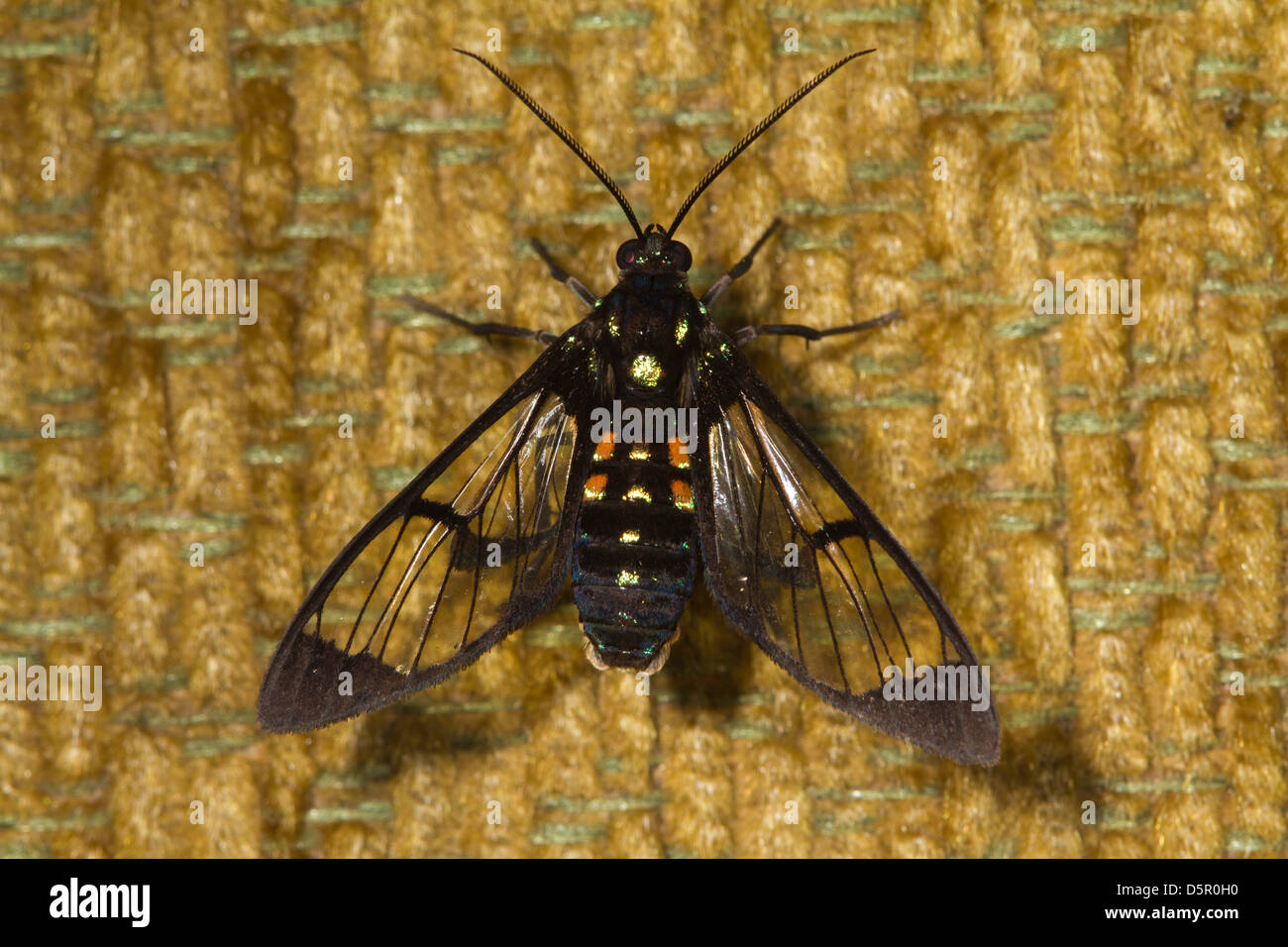Clearwing Tiger Moth (Arctiidae) Stock Photo