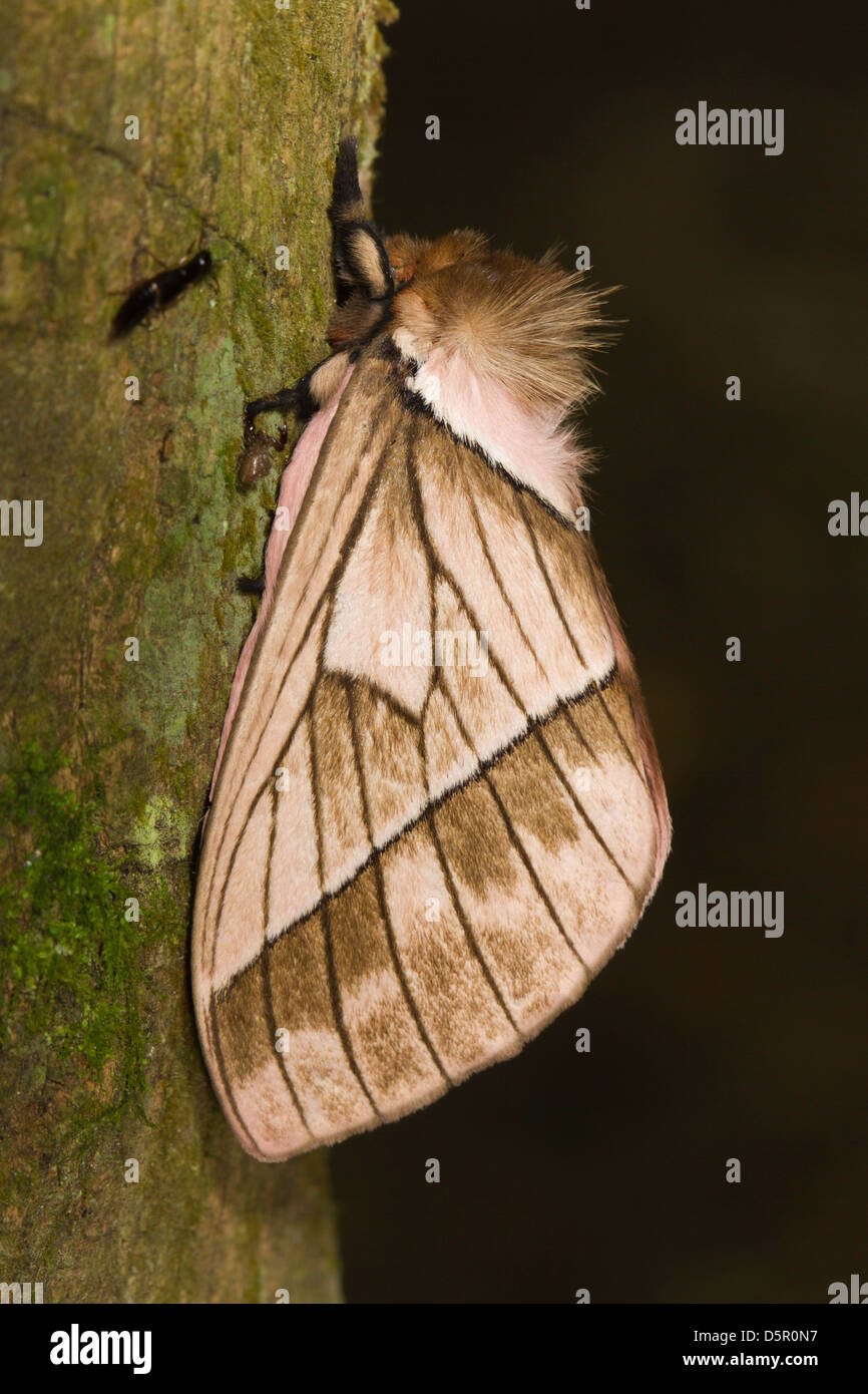 unidentified moth at rest in Ecuadorian rainforest Stock Photo