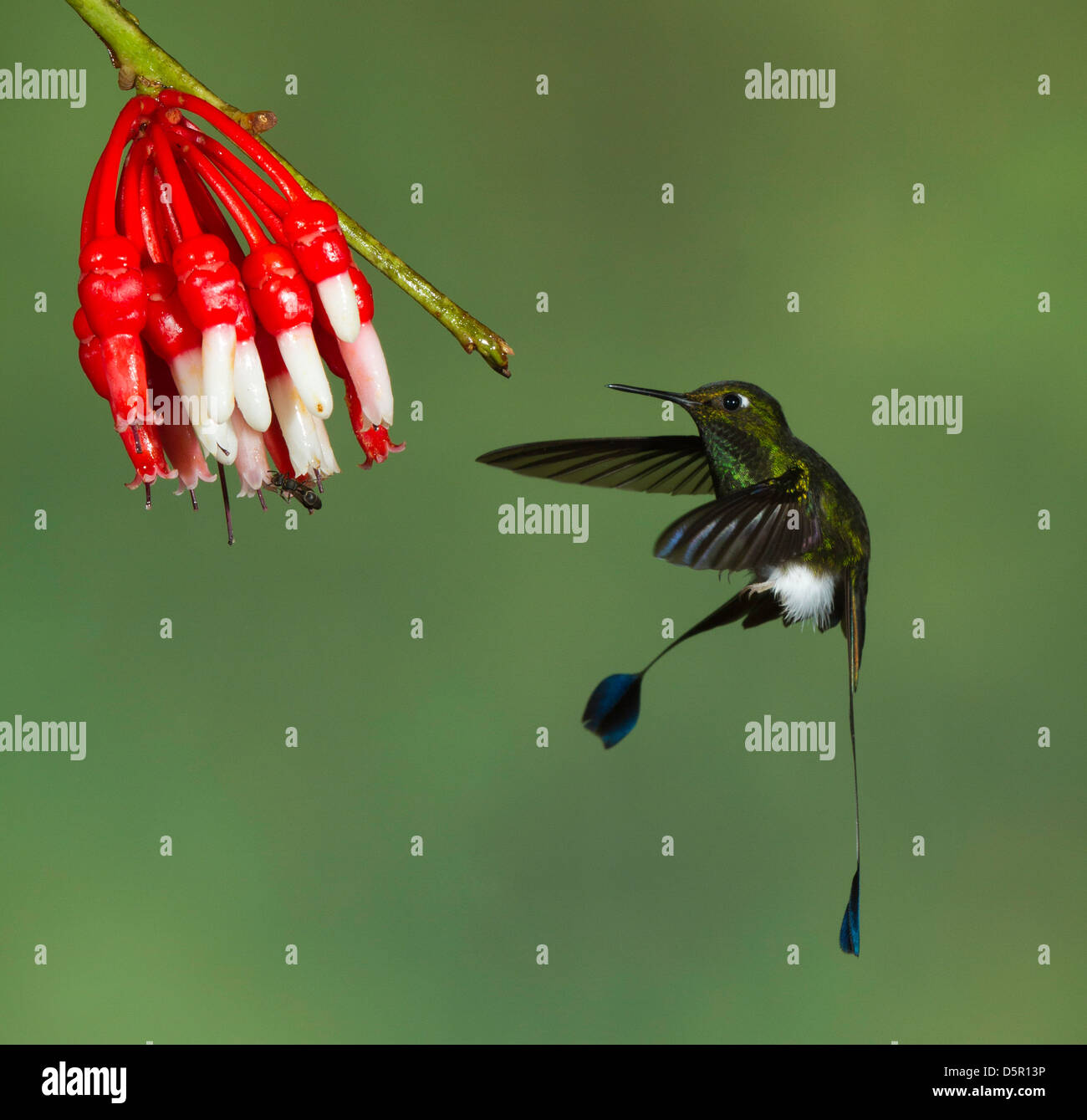 male Booted Racket-tail (Ocreatus underwoodii) in flight after taking nectar from an Ericacea (Psammisia sp.) flower Stock Photo