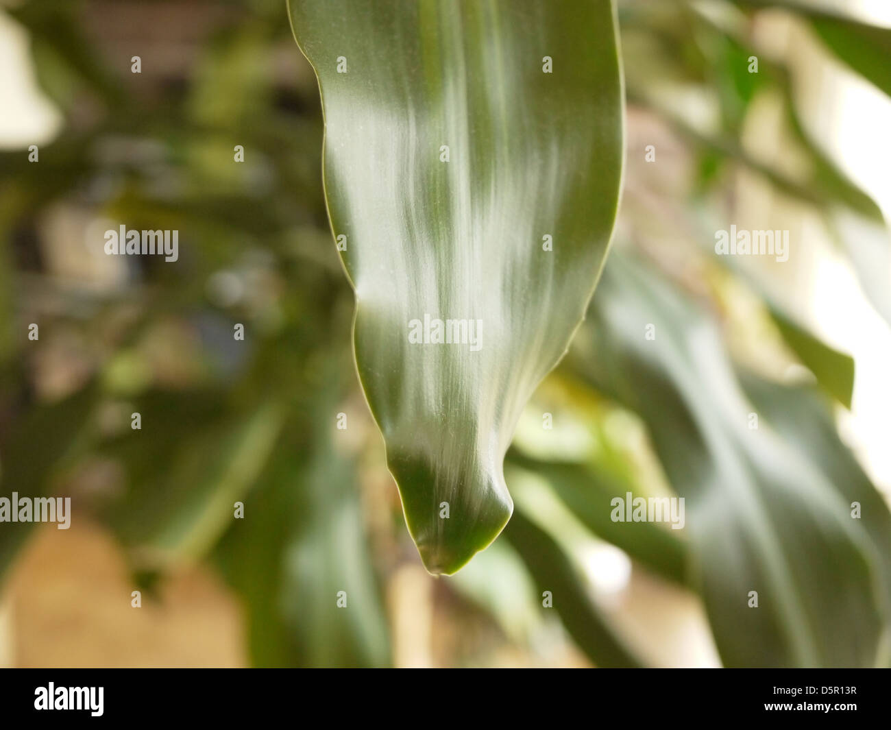 closeup green leaf blurry background bokeh Stock Photo