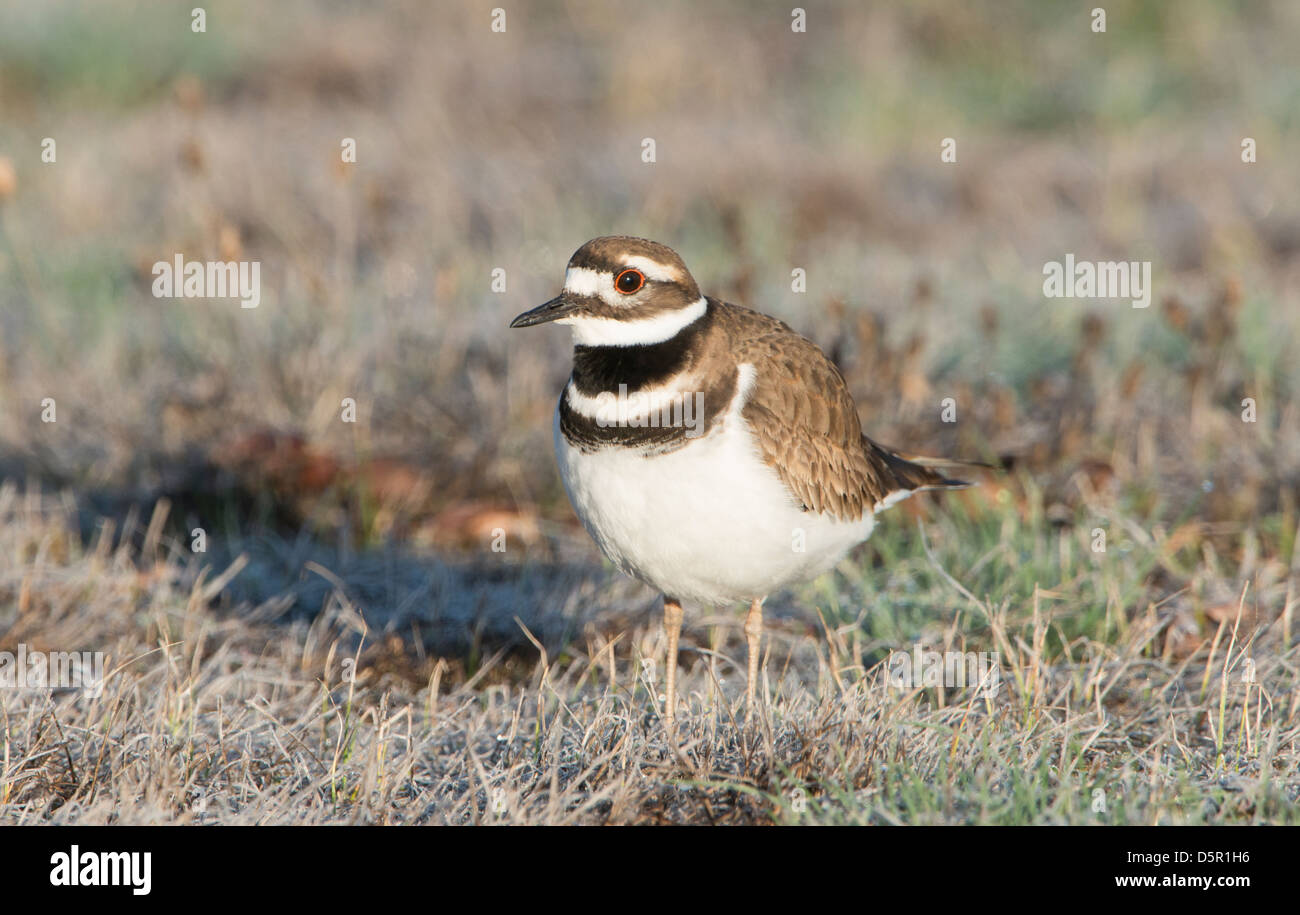 Bitterroot valley montana hires stock photography and images Alamy