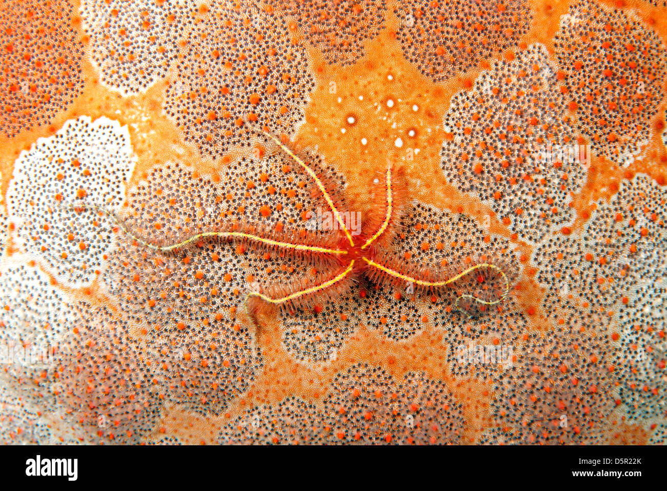 Brittle Star, probably Ophiothrix sp, on the dorsal surface of a Pincushion Sea Star, Culcita novaeguineae. Stock Photo