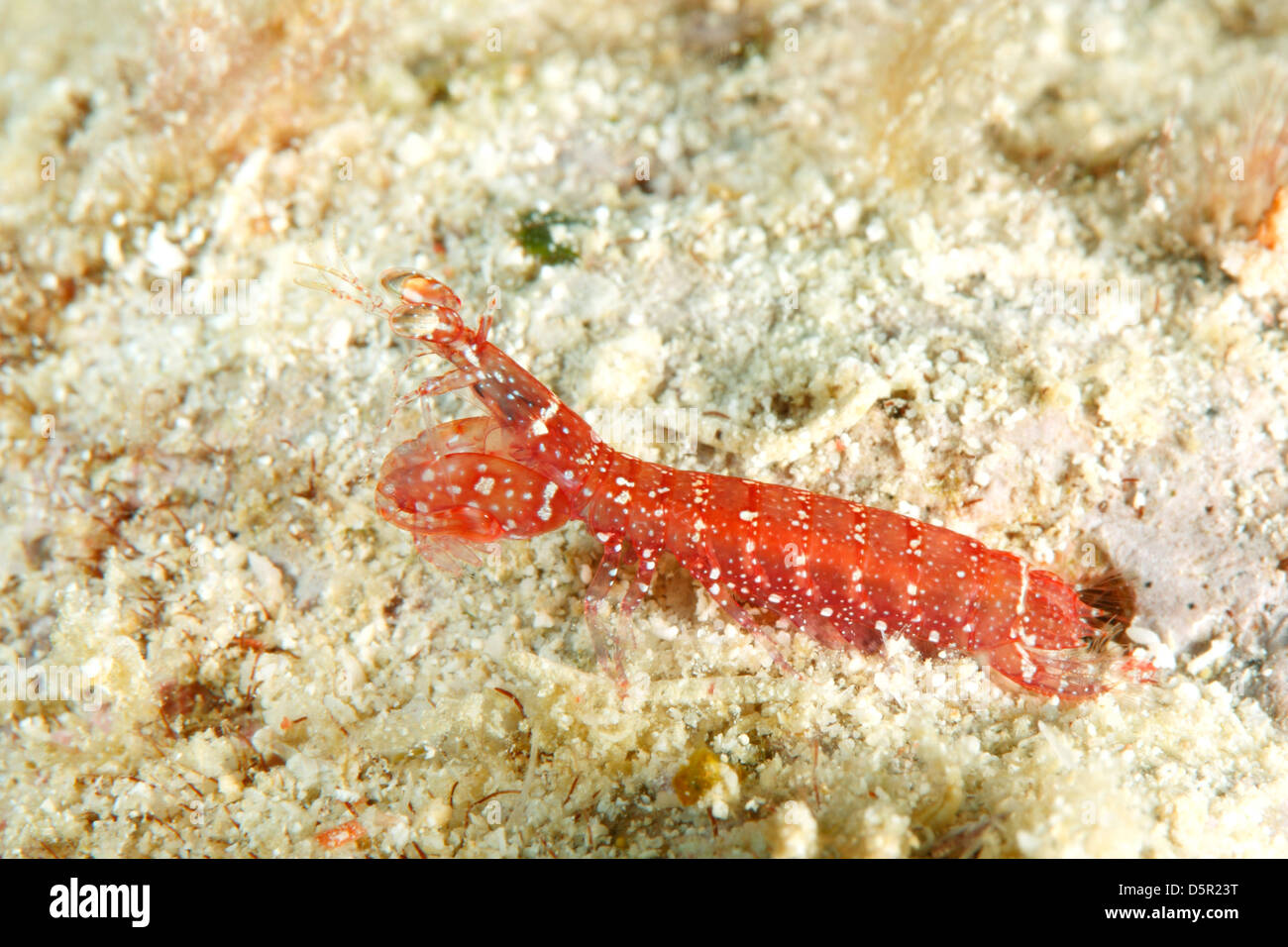 Mantis Shrimp, Gonodactylellus affinis. These tiny mantis shrimps are variable in color and live in cavities in coral rubble. Stock Photo
