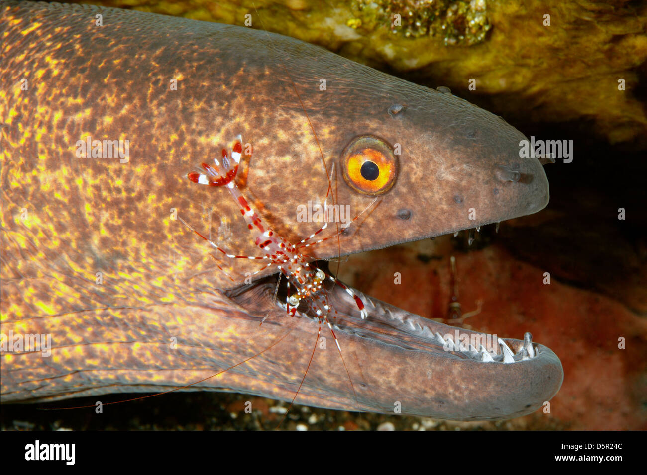 Yellow margin moray eel cleaner shrimp hires stock photography and