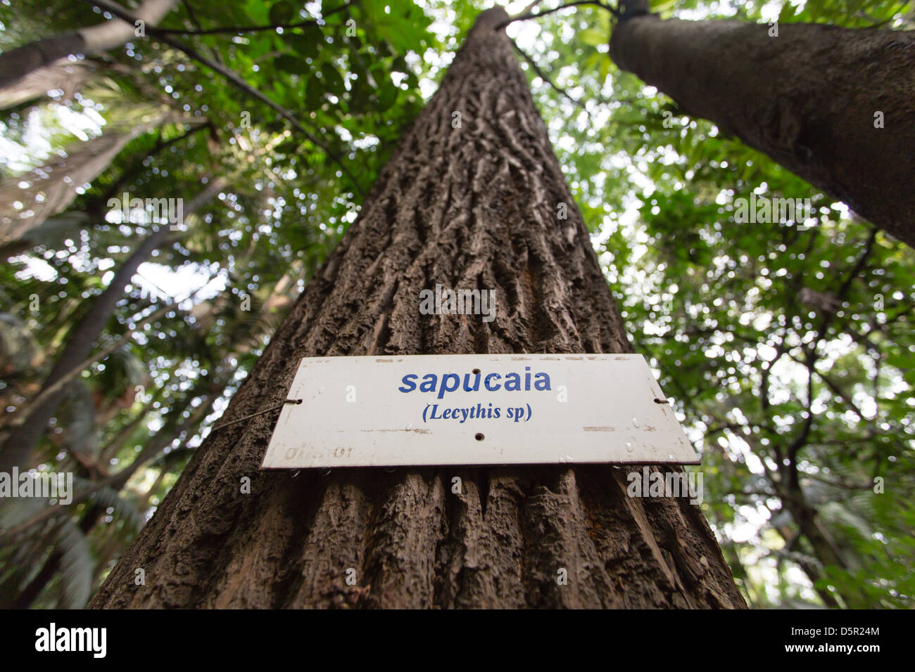 Sapucaia, cream nut, monkey pot, (Lecythis pisonis) trunk. Sapucaia is a tropical tree in the Brazil nut family Lecythidaceae, Sao Paulo, Brazil Stock Photo