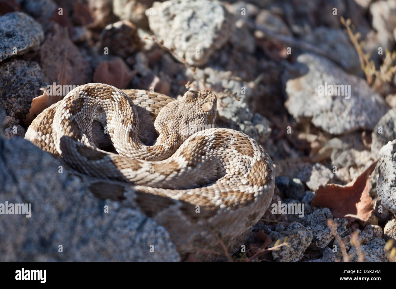 Rattleless Rattlesnake, Crotalus catalinensis, a pitviper endemic to Isla Santa Catalina in Mexico's Sea of Cortez, Endangered Stock Photo