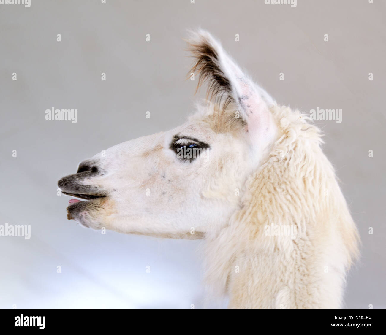White llama portrait against a white ceiling Stock Photo