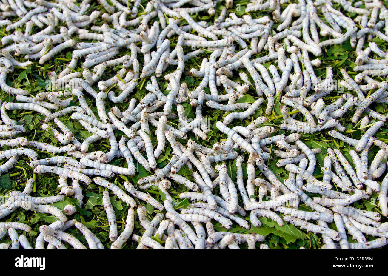 Silkworm eating mulberry green leaf Stock Photo 55213444 Alamy