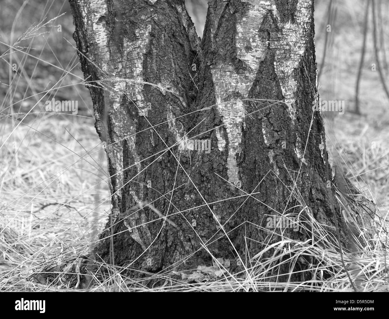 Black and white birch log in a nature reserve bog Stock Photo