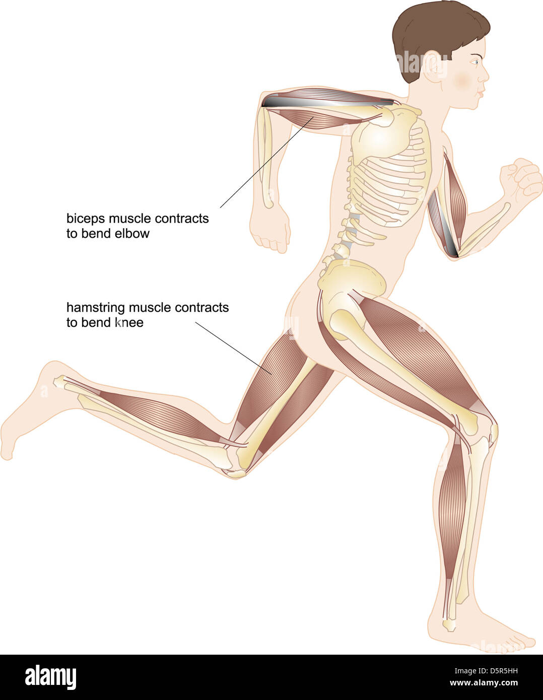 Runing Muscles Running muscles human body hi-res stock photography and images - Alamy