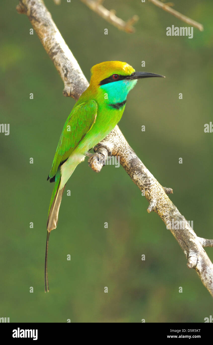 Little Green Bee-eater (merops orientalis) in Yala West National Park, Sri Lanka Stock Photo