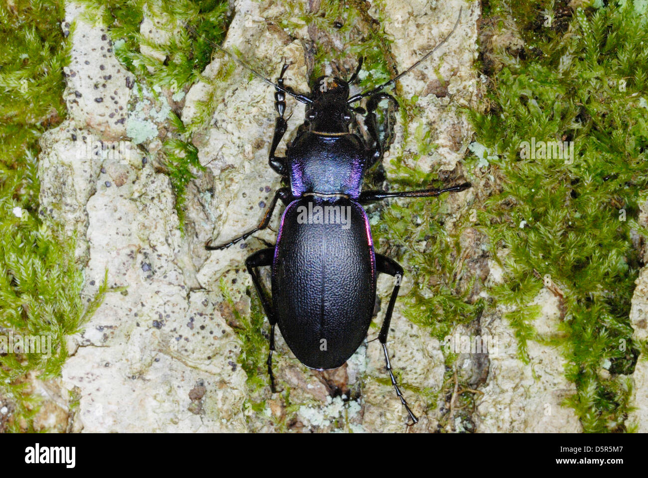 Violet Ground Beetle (Carabus violaceus) in ancient woodland, UK Stock Photo