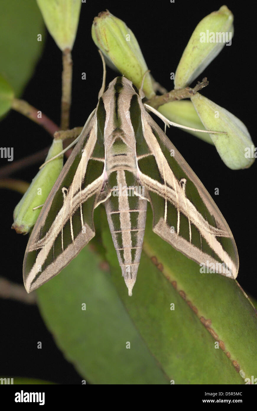 Banded Sphinx Moth (Eumorpha fasciatus ) in Costa Rica Stock Photo