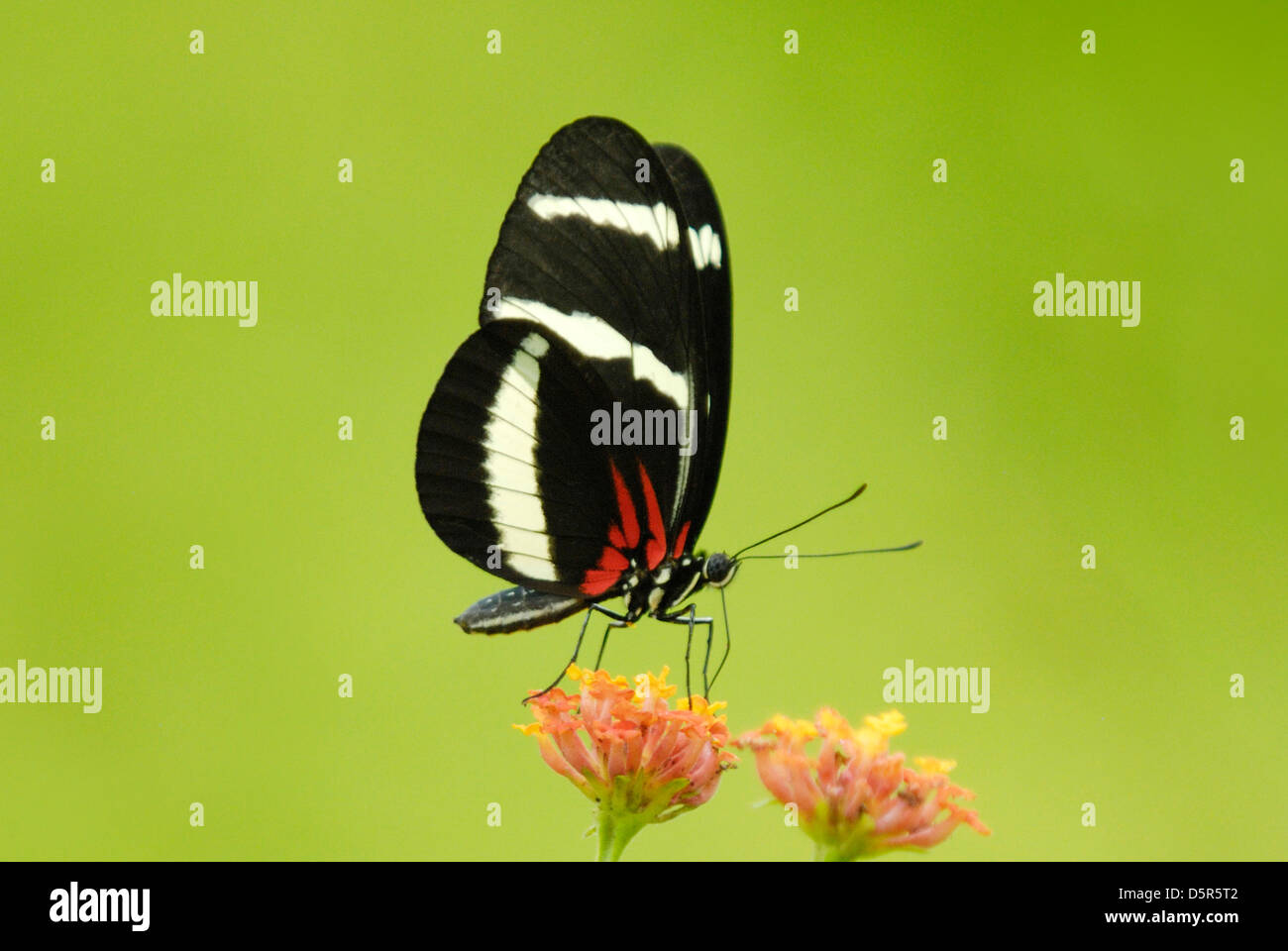 Hewitson's Longwing (Heliconius hewitsoni) feeding in Costa Rica rainforest Stock Photo