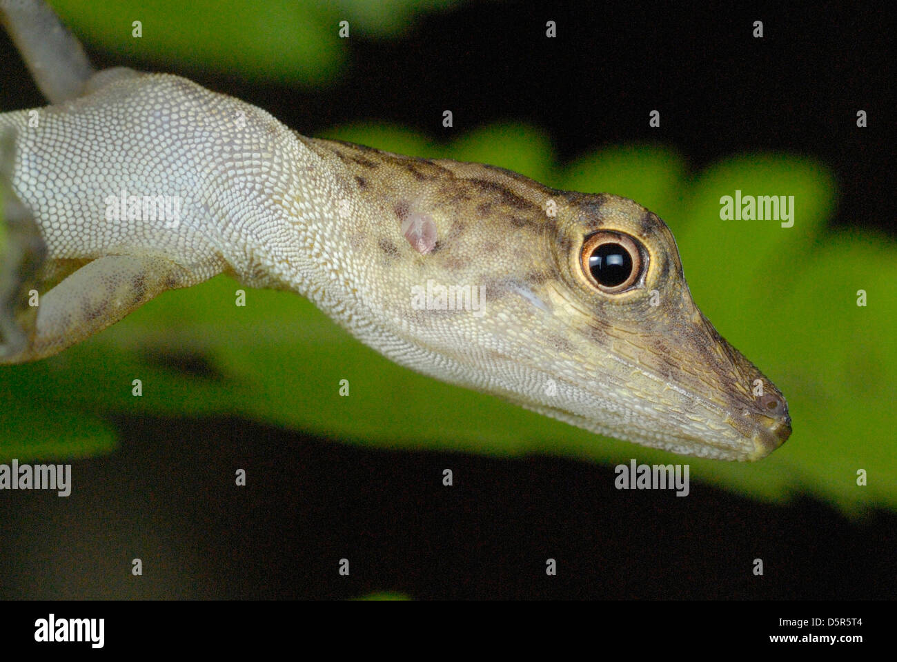 Many-scaled Anole (Norops polylepis) in Costa Rica rainforest Stock Photo