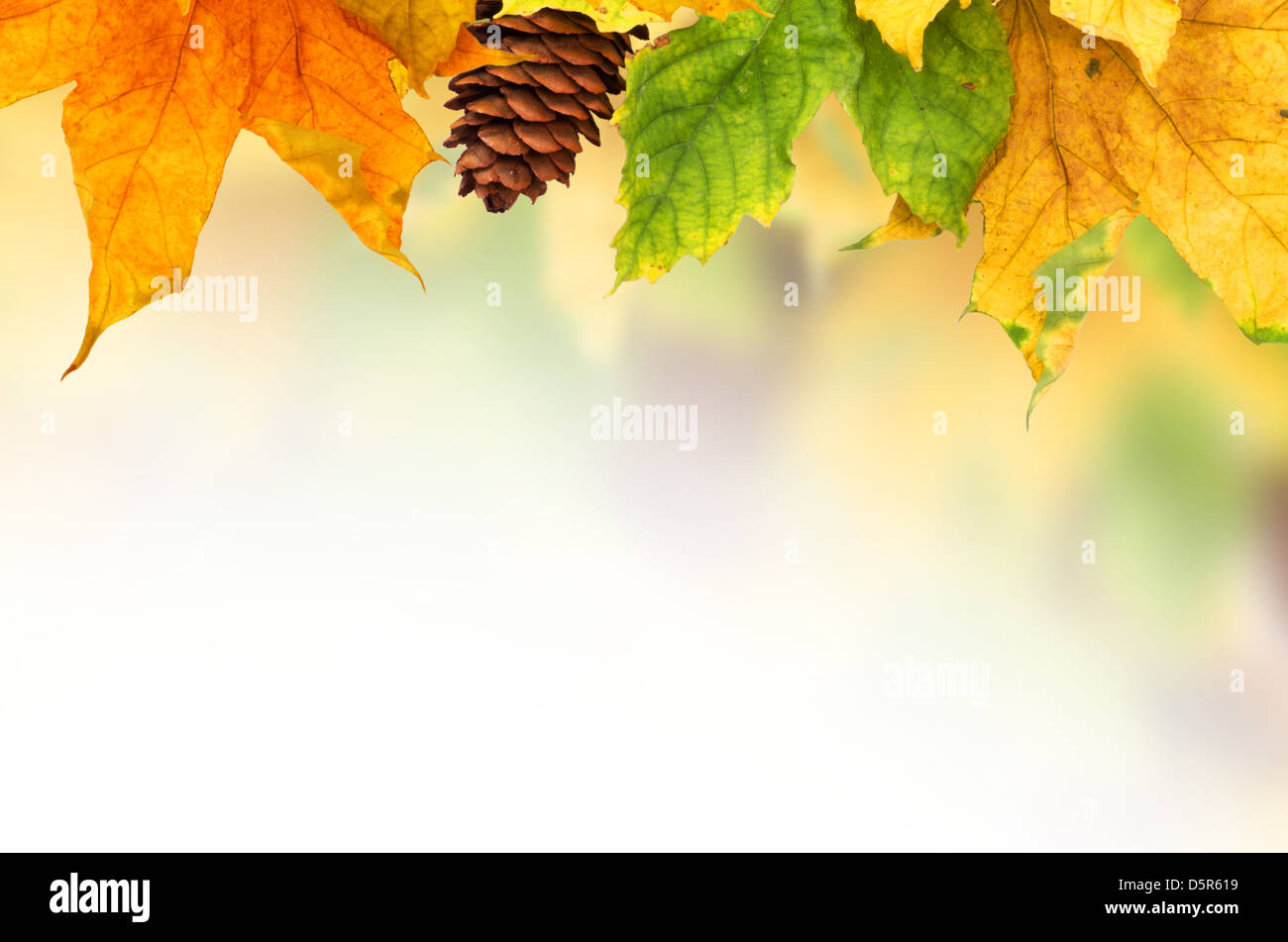 Beautiful autumn background with maple leaves Stock Photo - Alamy