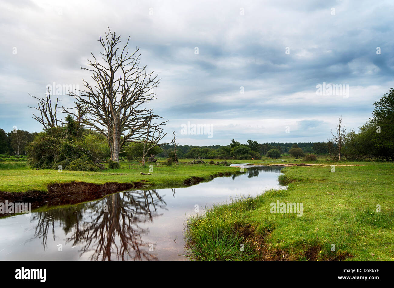Trees at Mill Lawn Brook, a river running through the New Forest in Hampshire Stock Photo