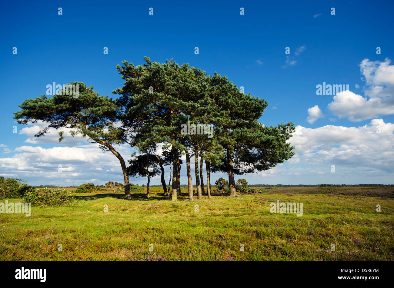 Scots Pine trees at Robin Hood's Clump in the new forest, the trees are planted on top of an ancient Bronze Age disc barrow. Stock Photo
