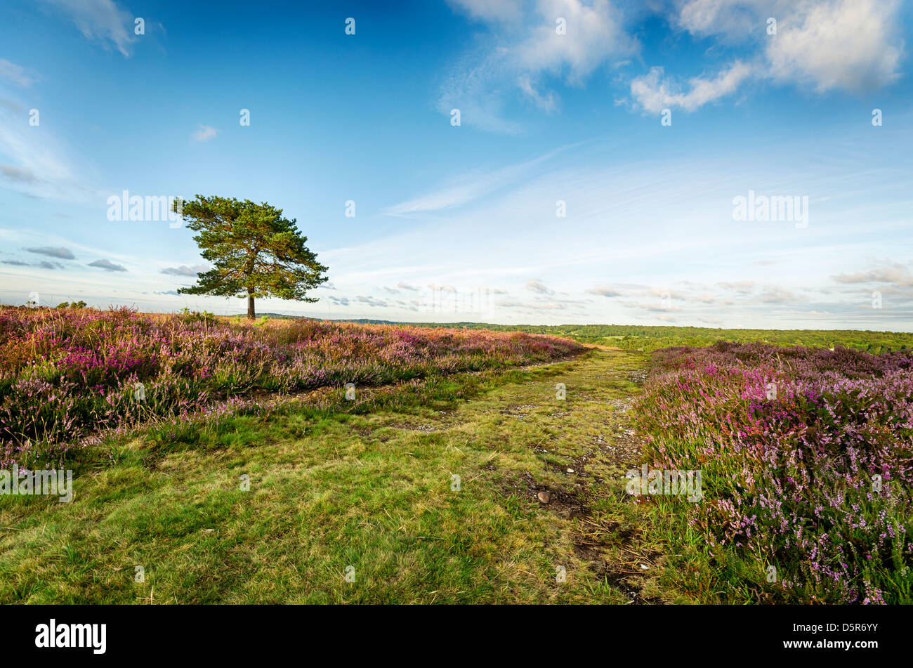 Scots pine tree beside a track on Rockford Common in the New Forest National Park in Hampshire. Stock Photo