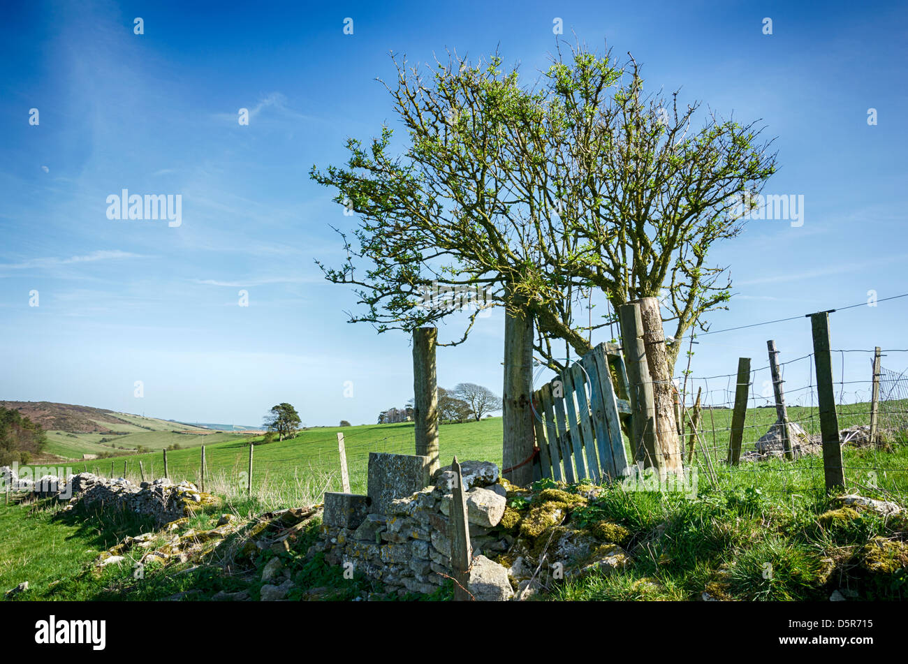 A gnarled Hawthorn tree and drystone walling in near Dorchester in Dorset Stock Photo