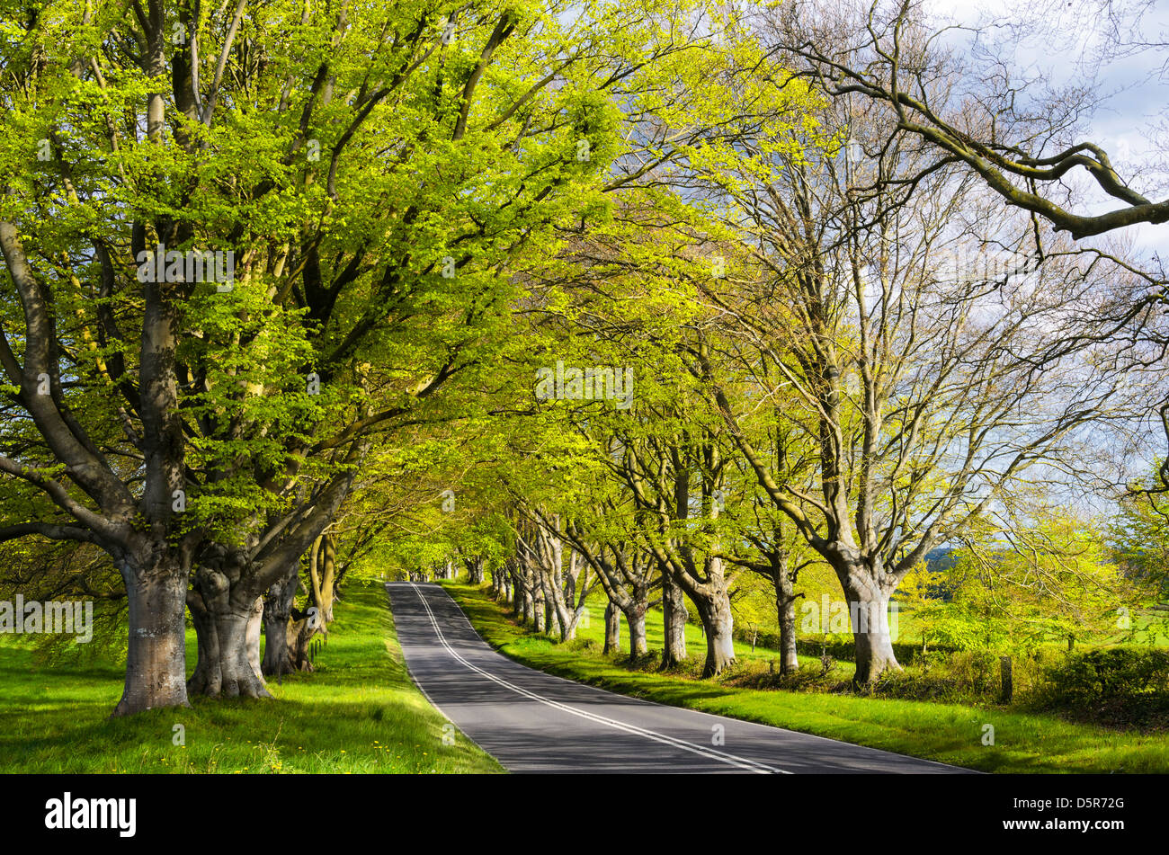 An avenue of ancient beech trees at Badbury Rings / Kingston Lacey in Dorset Stock Photo