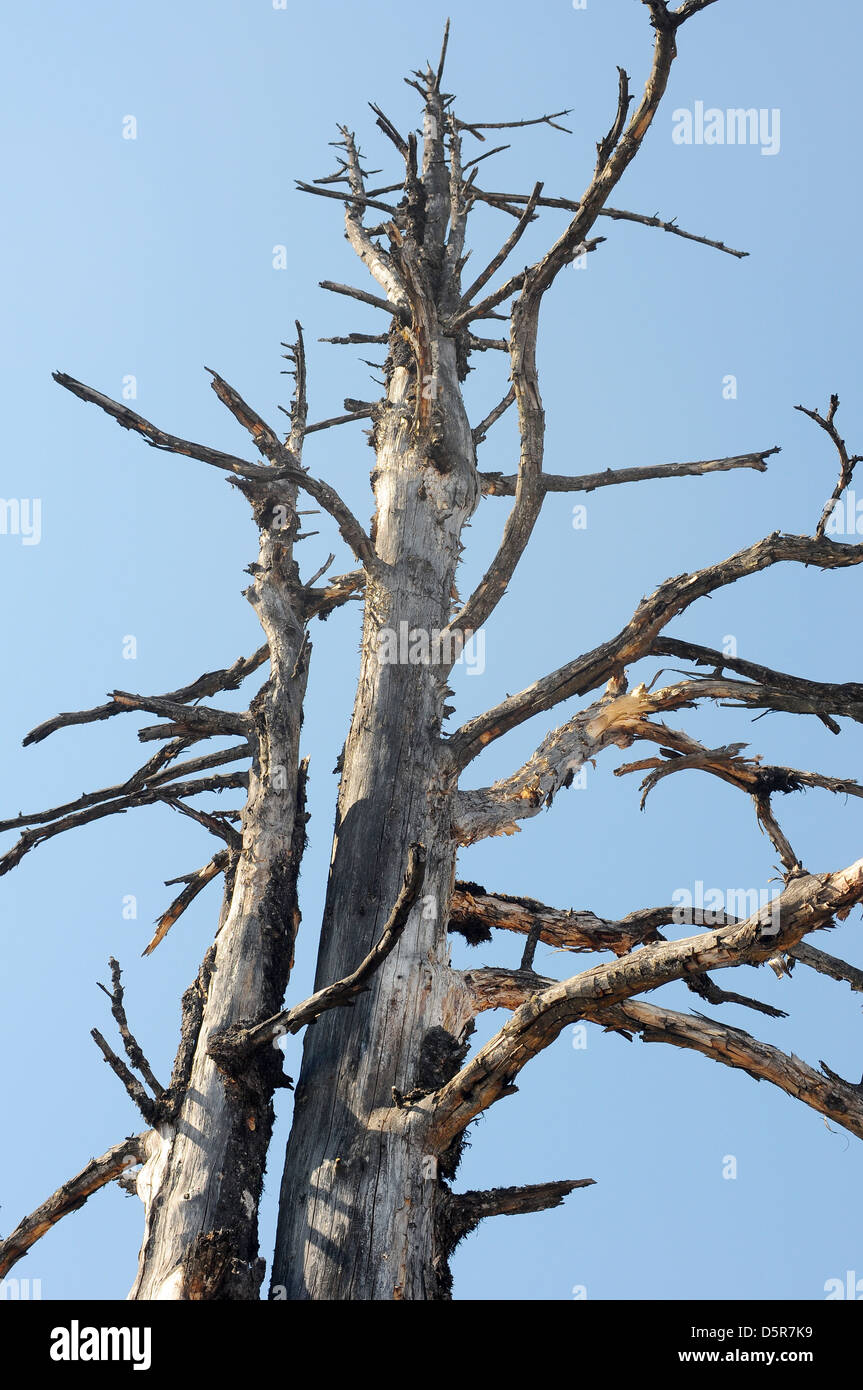 tree environment danger drought dry desaster old landscape nature trunk branch Dead trees blue sky Stock Photo