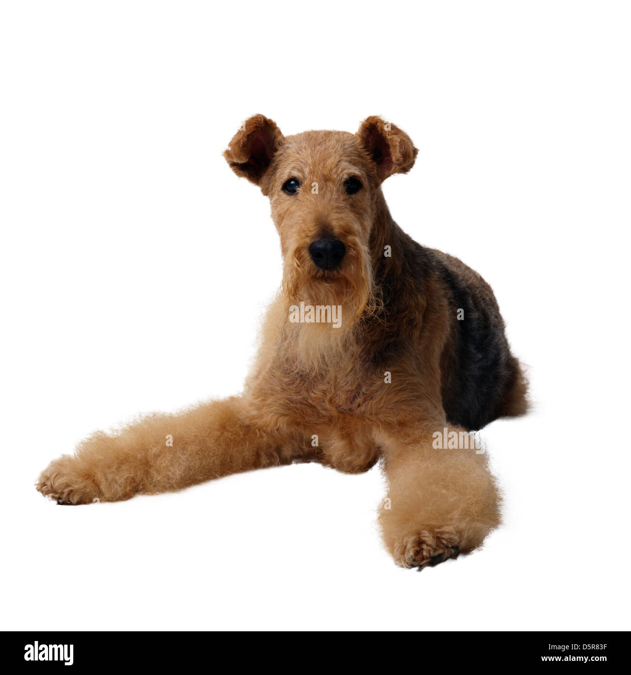 Picture of Sheepdog old english Cut Out Stock Images & Pictures - Alamy