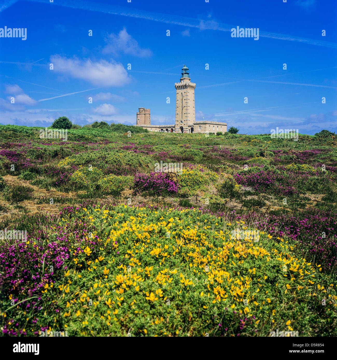 Blooming gorse and heather bushes and lighthouses Frehel cape, Côtes d'Armor, Brittany France Stock Photo