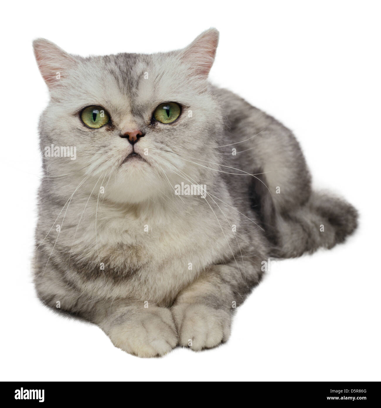 Cat isolated on white background Stock Photo - Alamy