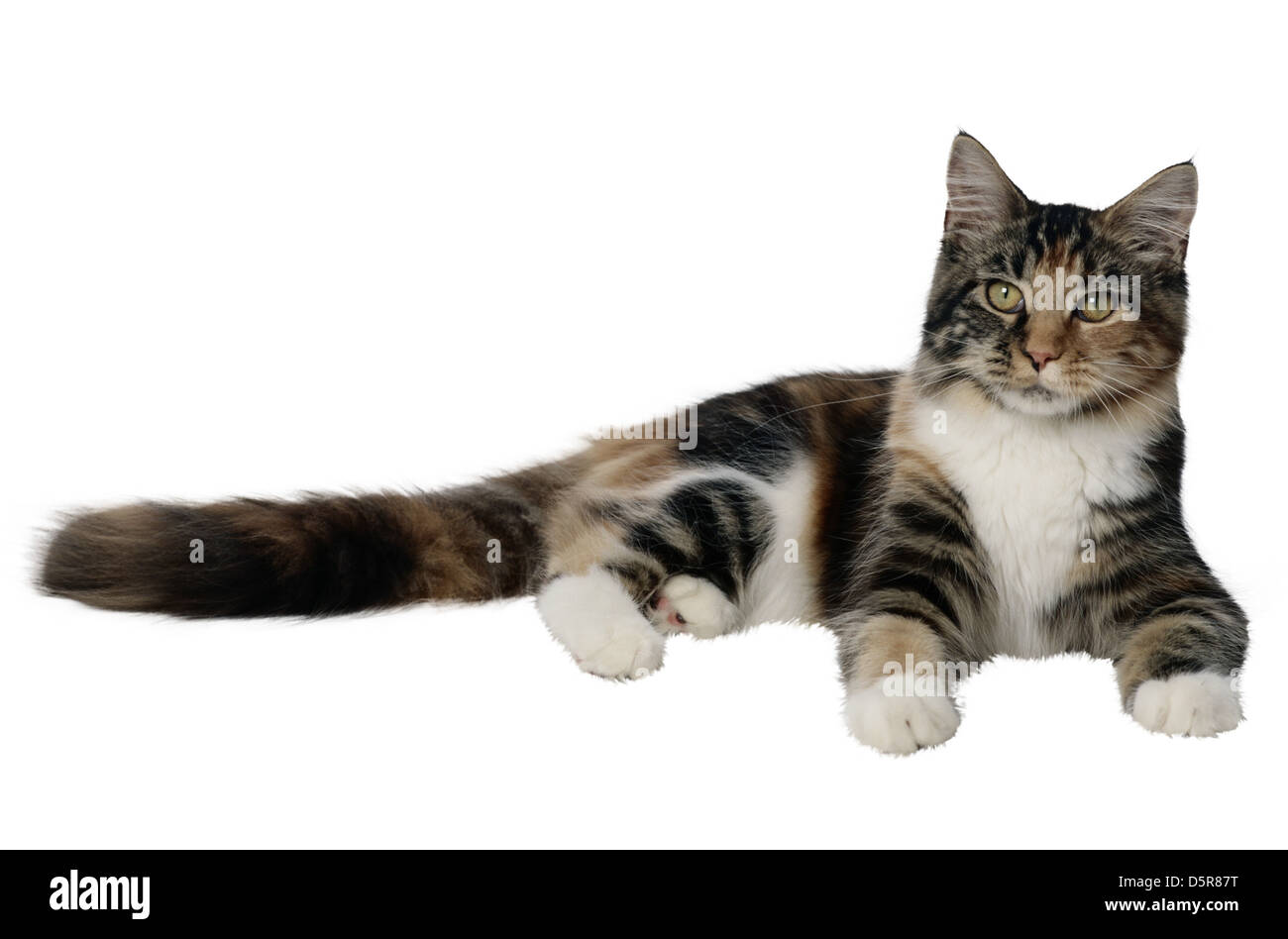 Cat on white Stock Photo