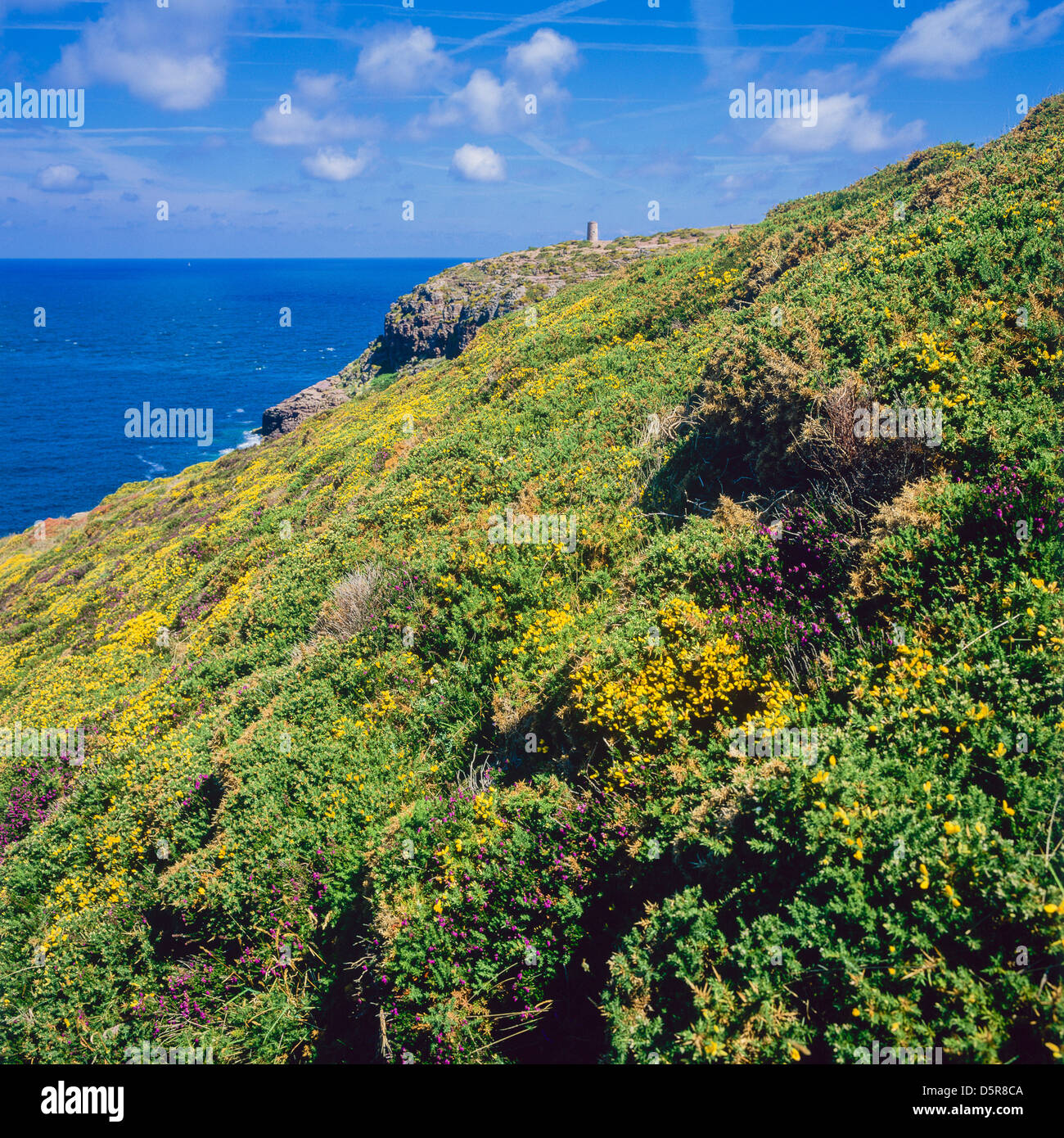 Moor with blooming gorse bushes and English Channel Frehel cape Brittany France Stock Photo