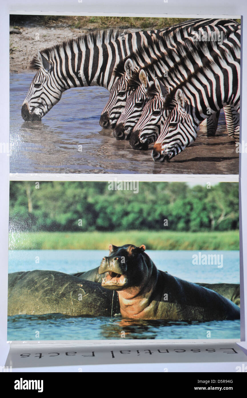 Images of Botswanan wildlife postcards. Stock Photo