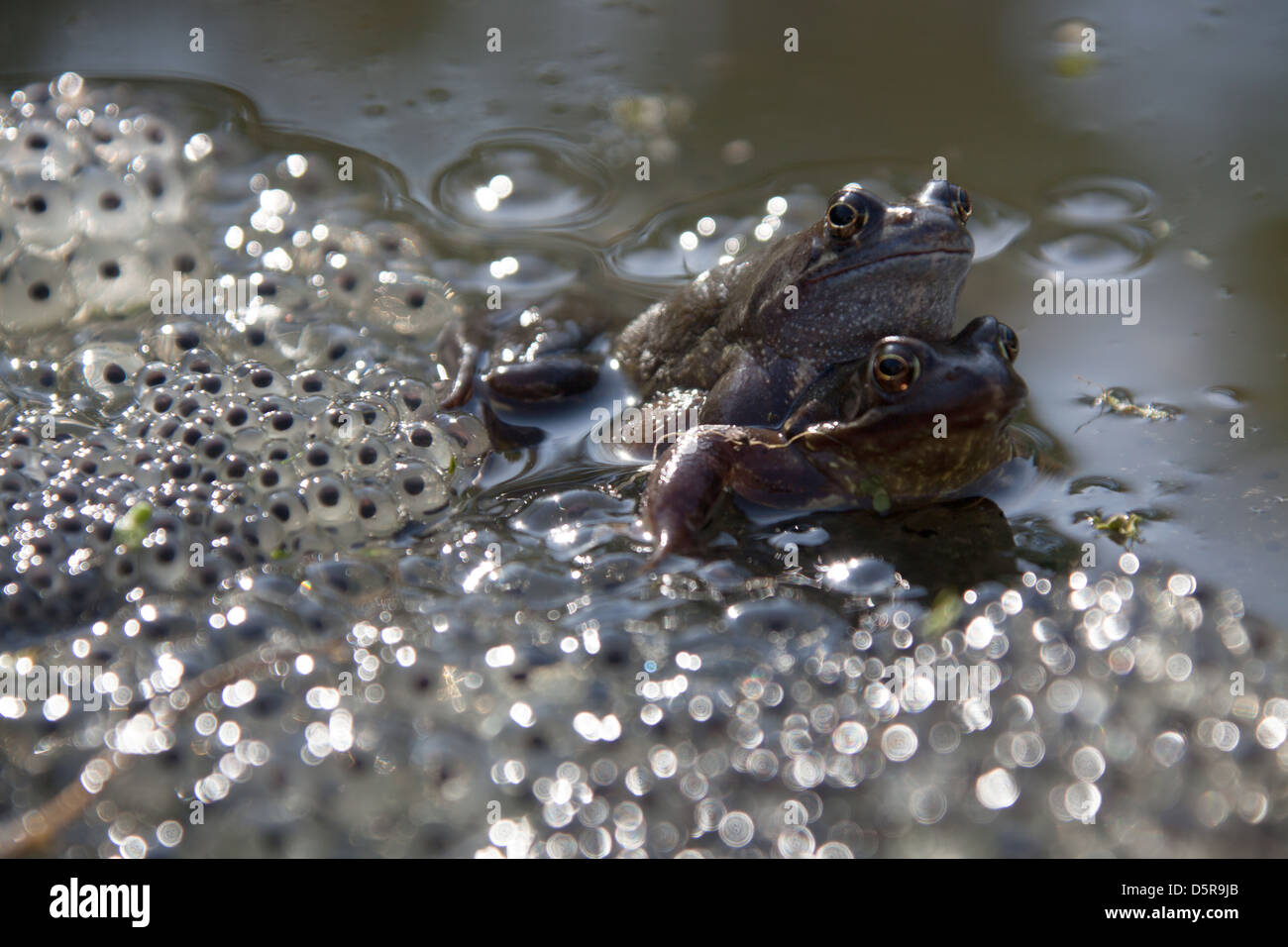 Frogs mating in a garden pond in the Cheshire village of Farndon, with frog spawn in the foreground. Stock Photo