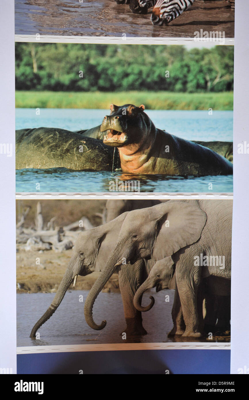 Images of Botswanan wildlife postcards. Stock Photo