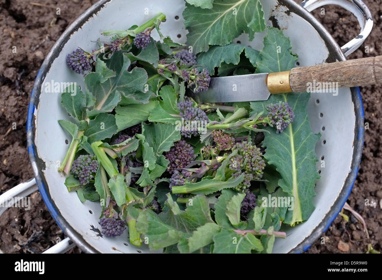 Fresh cut Purple Sprouting Broccoli. Stock Photo